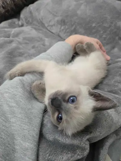 Gorgeous Siamese Female Kitten, 4 month, View more