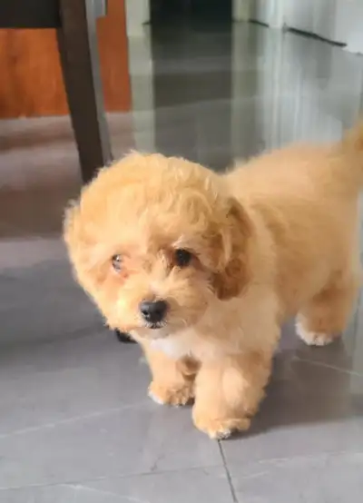 Caniche miniature/Miniature Poodle, View more
