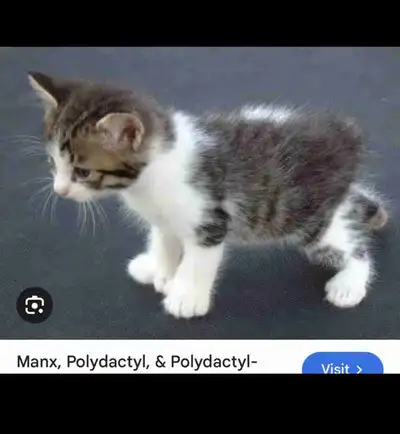 ISO polydactyl Manx / polydactyl bobtail, View more