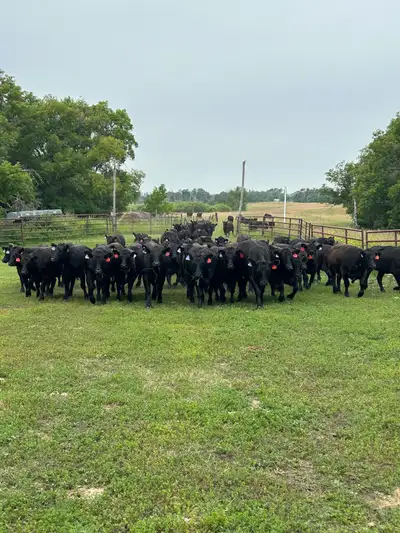 Bred Heifers, View more