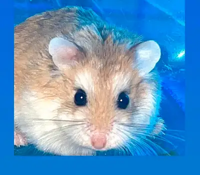 Free hamster to go to a good home! He doesn't like to be held or picked up but he's a cute little gu...