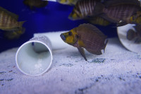 F0 Fancy African Cichlids and Plecos for Sale