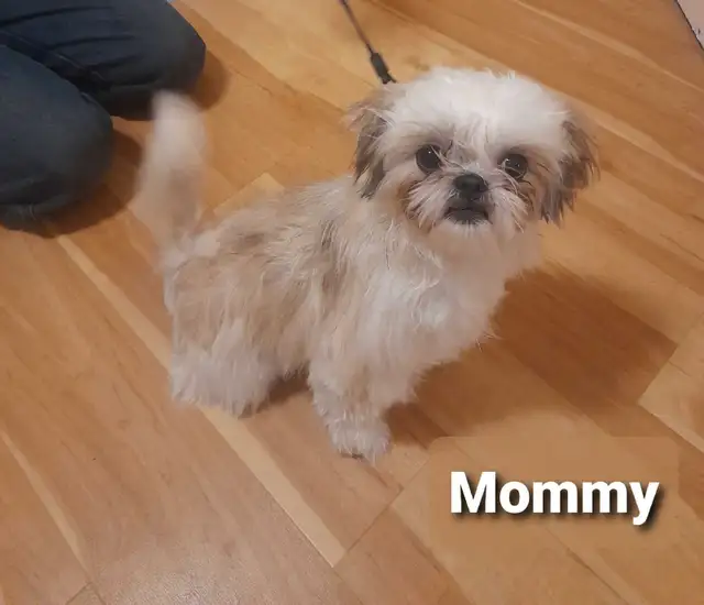 ❤️ Beautiful Shih Tzu Puppies ❤️ Ready to go today! in Dogs & Puppies for Rehoming in Winnipeg - Image 9