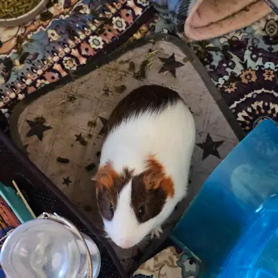 2x male guinea pigs, View more