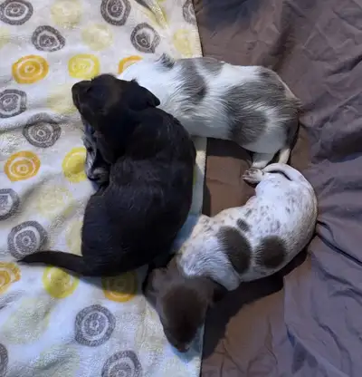 Miniature Dachshund puppies, View more