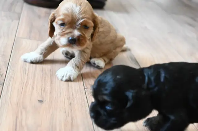 Canadian Cocker Spaniel Purebreed Puppies for RESERVATION!!!!! in Dogs & Puppies for Rehoming in St. Catharines - Image 5