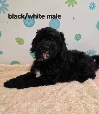 Mini F1b Cockapoos 1st & 2nd vaccinations, View more