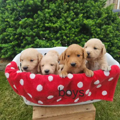 Male & Female Golden Retriever Puppies!, View more
