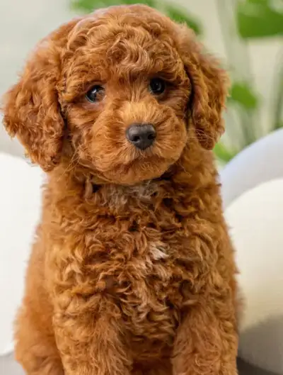 puppie for sale , View more