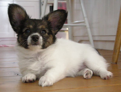 Papillon (épagneul nain continental) chiots pure race, View more