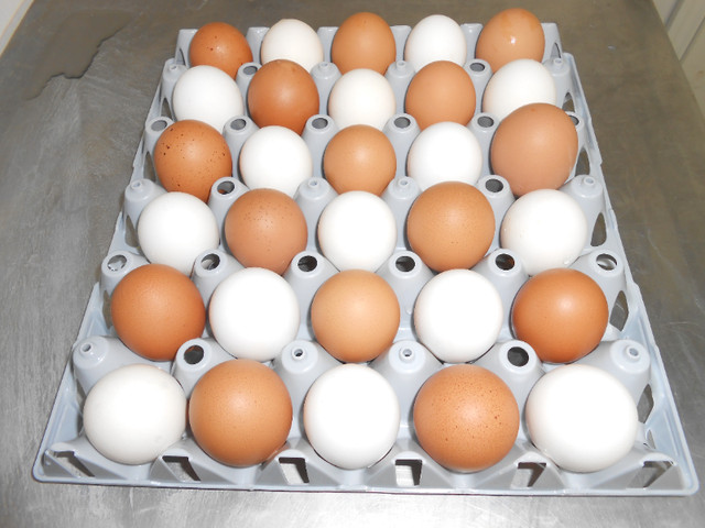 Free Range Brown and White Eggs for Sale at BIG Discount!!!!!! in Livestock in Medicine Hat - Image 2