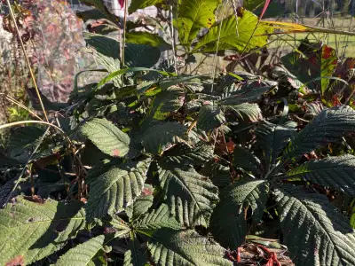 Chestnut saplings, View more