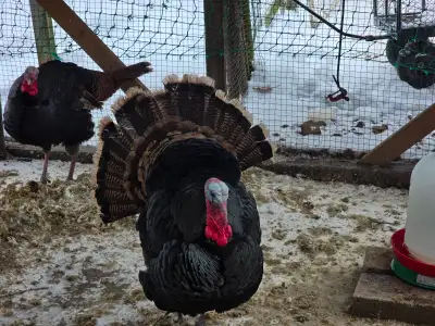 Eastern Wild Turkey Tom, View more
