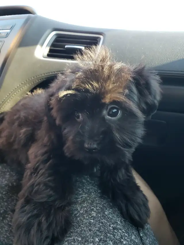 Chiots morkie, 4-5lbs lorsque adultes,  prêt a partir maintenant in Dogs & Puppies for Rehoming in City of Montréal - Image 6