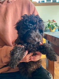 CKC Registered Toy Poodle Puppies