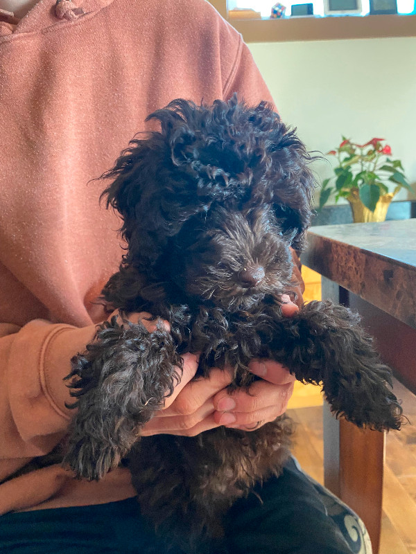 CKC Registered Toy Poodle Puppies in Dogs & Puppies for Rehoming in Regina - Image 2