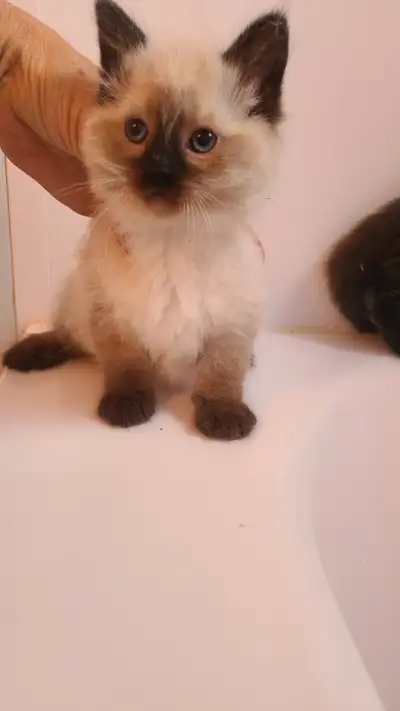 Blue eyed Kitten looking for her forever home, View more