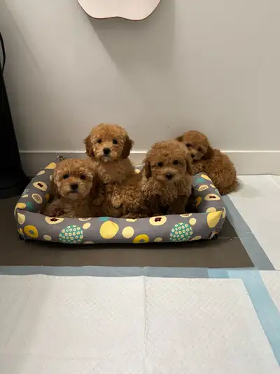 maltipoo puppies, View more