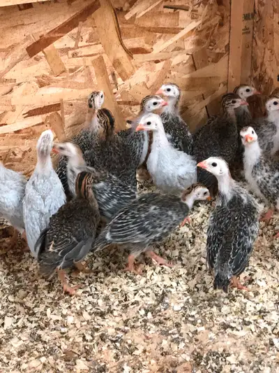 4 weeks old, $12 each, Or you take all 16 keets for $170