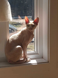 Chats male sphynx 