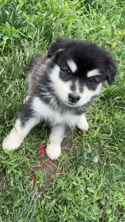 Husky mix puppies, View more