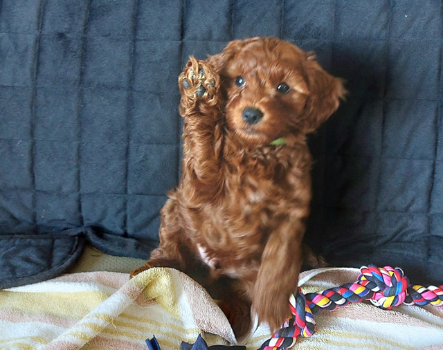 Mini Goldendoodle Red/Apricot puppies (all have homes) in Dogs & Puppies for Rehoming in Vancouver - Image 3