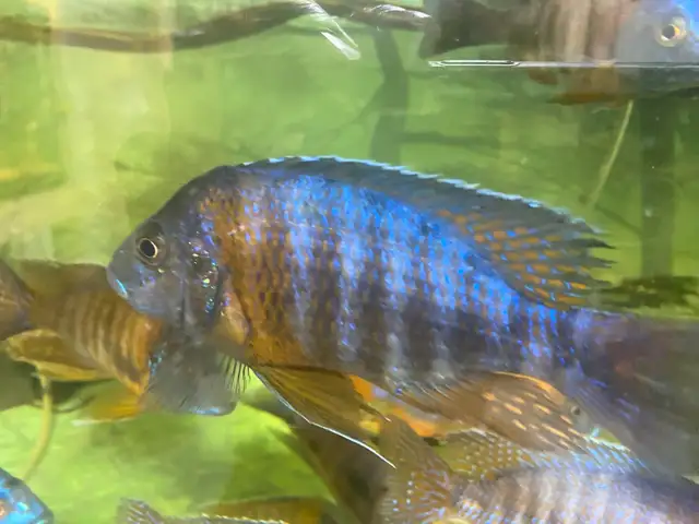 Male Cichlids for sale in Fish for Rehoming in Kingston - Image 6