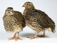 Coturnix Quail chicks