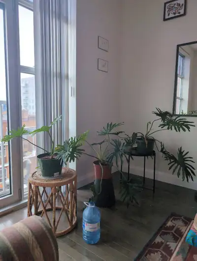 lickety split houseplant - kitchener, View more