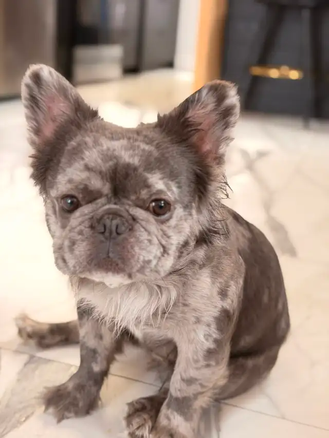 Bouledogue français full Fluffy  male merle in Dogs & Puppies for Rehoming in St-Georges-de-Beauce - Image 5