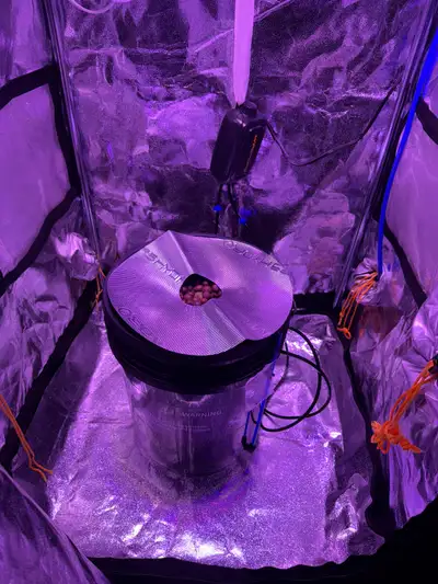Grow tent with LED grow light/DWC hydroponics/carbon filtration, View more