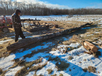 Firewood seasoned and unseasoned poplar