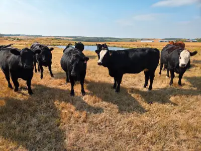 27 Black and BWF heifers for sale. Bred Black Angus to start calving March 1st. Weigh 1100 to 1200 l...