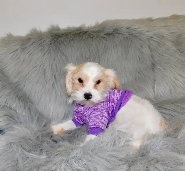 Chiot morkie male in Dogs & Puppies for Rehoming in City of Montréal - Image 4