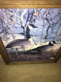 Geese coloured photo print