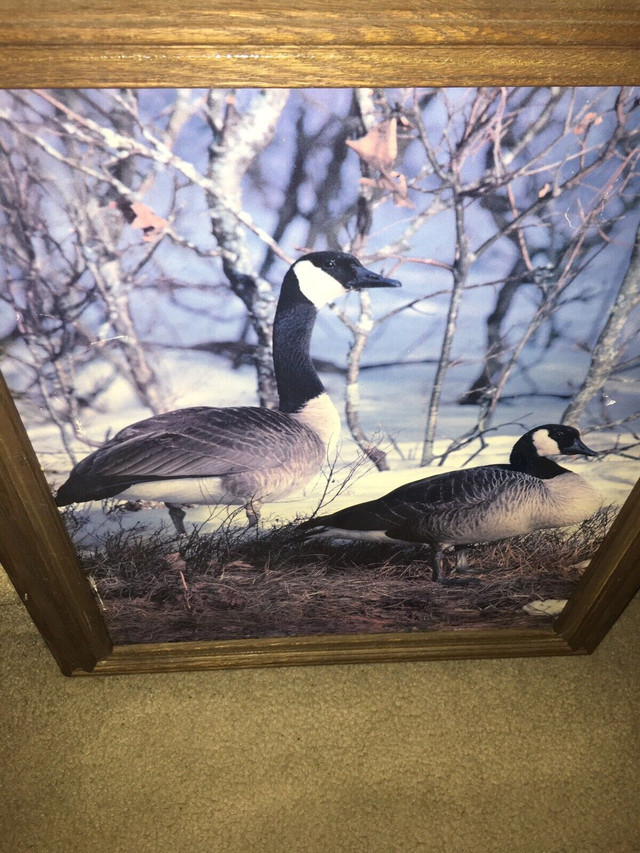 Geese coloured photo print in Arts & Collectibles in Ottawa