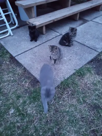 Chatons a vendre, View more