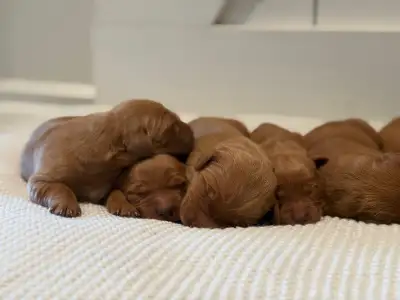 Rich Red Golden Retrievers , View more