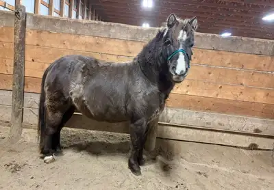 Spicy Gymkhana Pony, View more