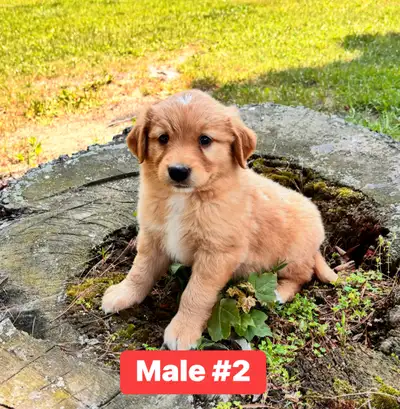 Golden Aussie puppies, View more