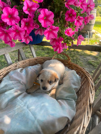 Heeler pups - Australian cattle dog born Jun 10