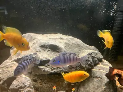 Yellow labs. Trade, View more