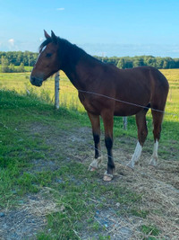 poulain Clydesdale x standerbred