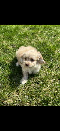 Stunning Shih-Poo Puppies Available - 1 Male, 1 Female