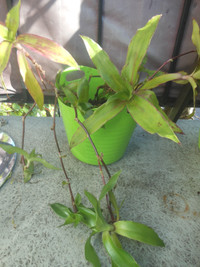 Callisia fragrans plants or Pots/Planters set of 2