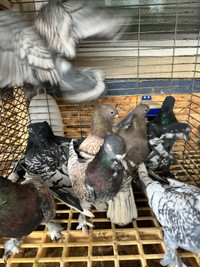 Pigeons for Sale 