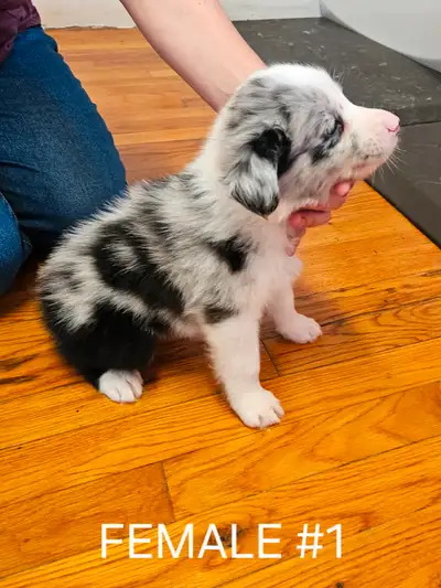 Beautiful Australian Shepherd puppies, NO PAPERS . Born April 25/2025 . They will be ready for their...