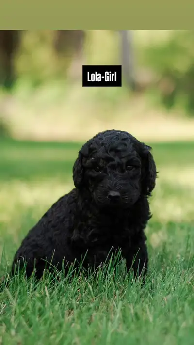 Beautiful F1B Goldendoodles (Delivering to Edmonton on July19), View more