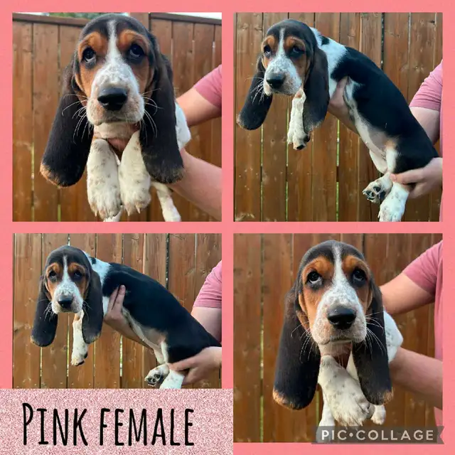 Only 2 Basset Babies Left! in Dogs & Puppies for Rehoming in Stratford - Image 3