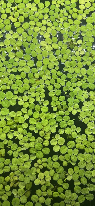 Salvinia minima is a fast-growing floating aquarium plant with small, bright green leaves that sprea...